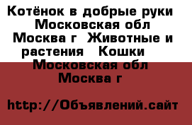 Котёнок в добрые руки. - Московская обл., Москва г. Животные и растения » Кошки   . Московская обл.,Москва г.